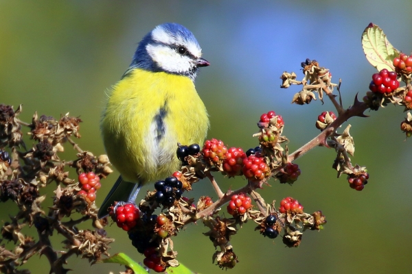 A Blue Tit sits on a blackberry bush with red and black berries in bright sunshine