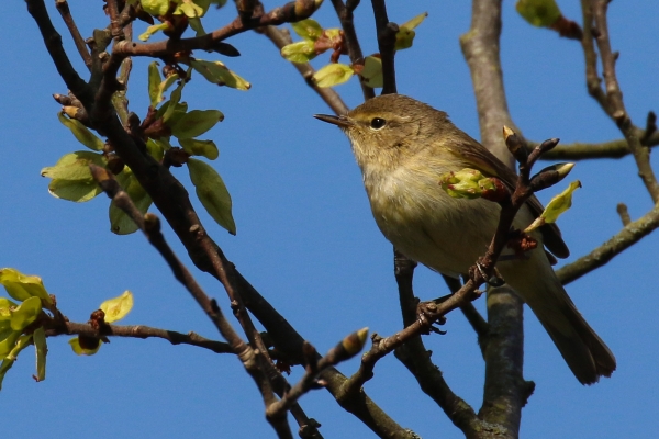 Chiffchaff perched in a tree with blue sky background