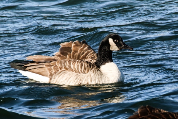 Canada Goose swimming in sea