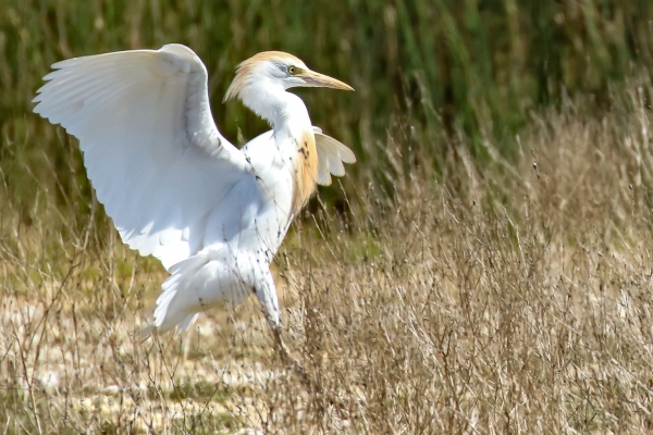 A Cattle Egret lands in a marsh in Spain