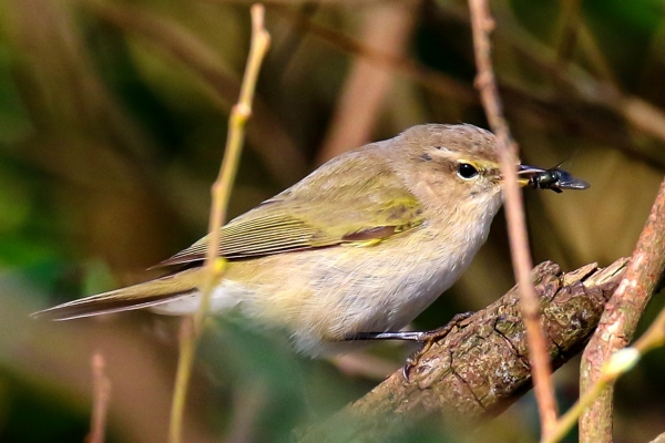 Chiffchaff with fly in its beak at Turvey Park, Dublin