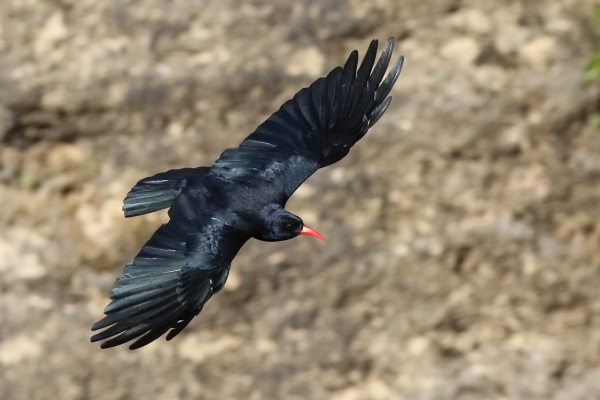 A Chough flies along the cliffs in Spain
