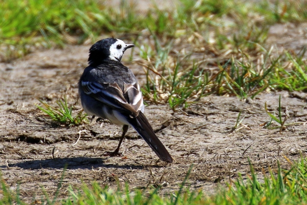 Pied Wagtail standing on one leg