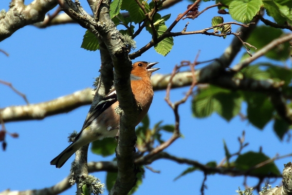 Chaffinch singing from a tree in summer