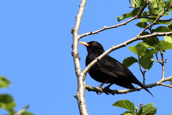 Blackbird in tree with blue sky background