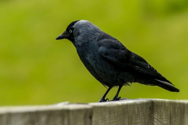 Jackdaw sitting on a fence post
