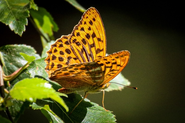 A Pearl Bordered Fritillary Butterfly on a leaf at Glendalough, Wicklow