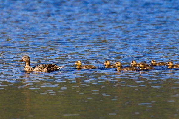 A Femail Mallards leads her eight ducklings across the Upper Lake at Glendalough
