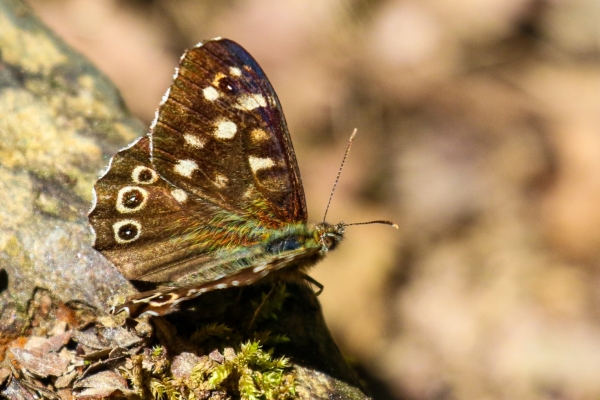 A Speckled Wood Butterfly rests on a tree branch in Glendalough