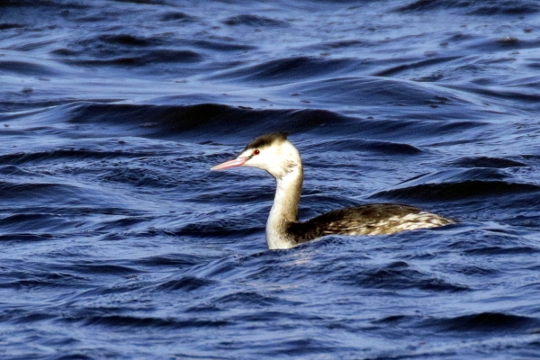 Great Crested Grebe swimming in Broadmeadows Estuary, Swords, Dublin