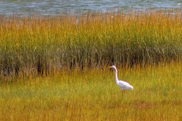 Great Egret in marshland setting