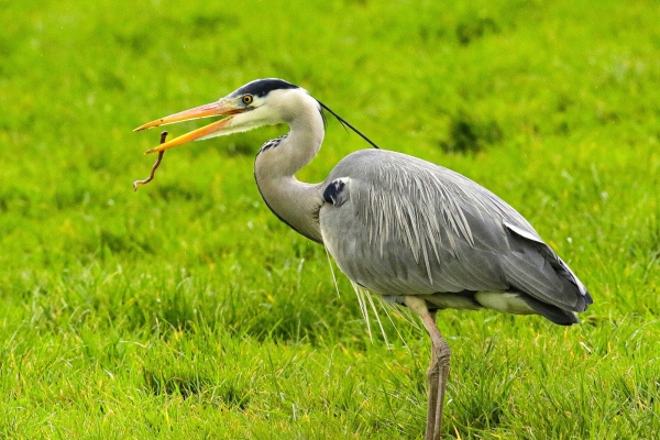 Grey Heron catching worms in the grass