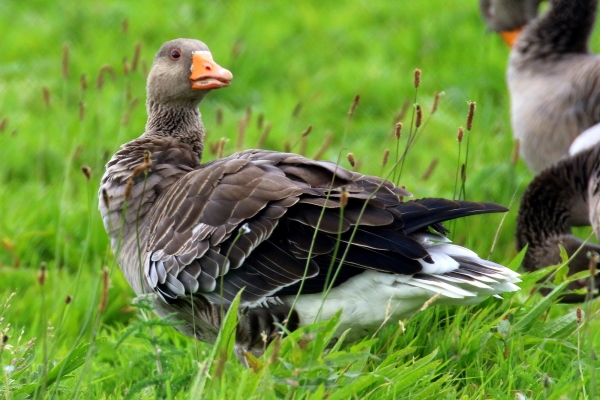 Greylag Goose looks backwards as it stands in a field in Wexford