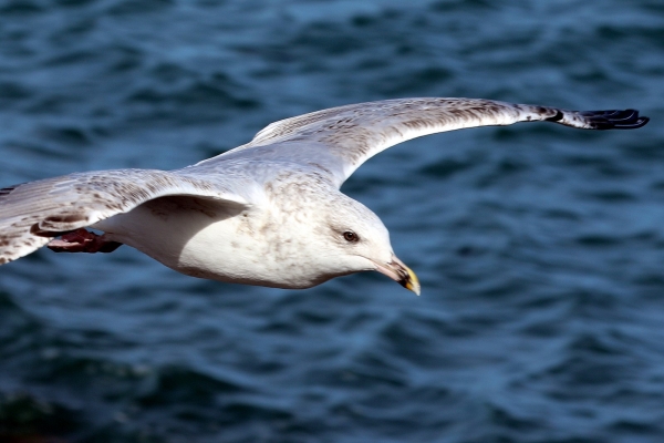 Herring Gull flying along the pier wall at Howth Harbour