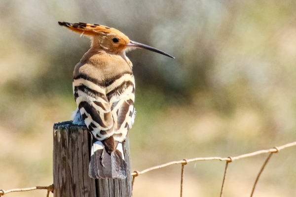 Hoopoe sitting on fence post in spain