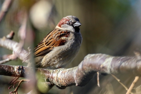 House Sparrow on tree branch in Wicklow