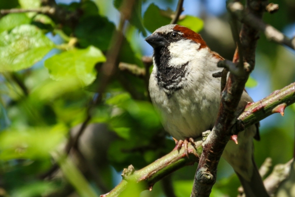 A House Sparrow sits in a bush on a sunny day