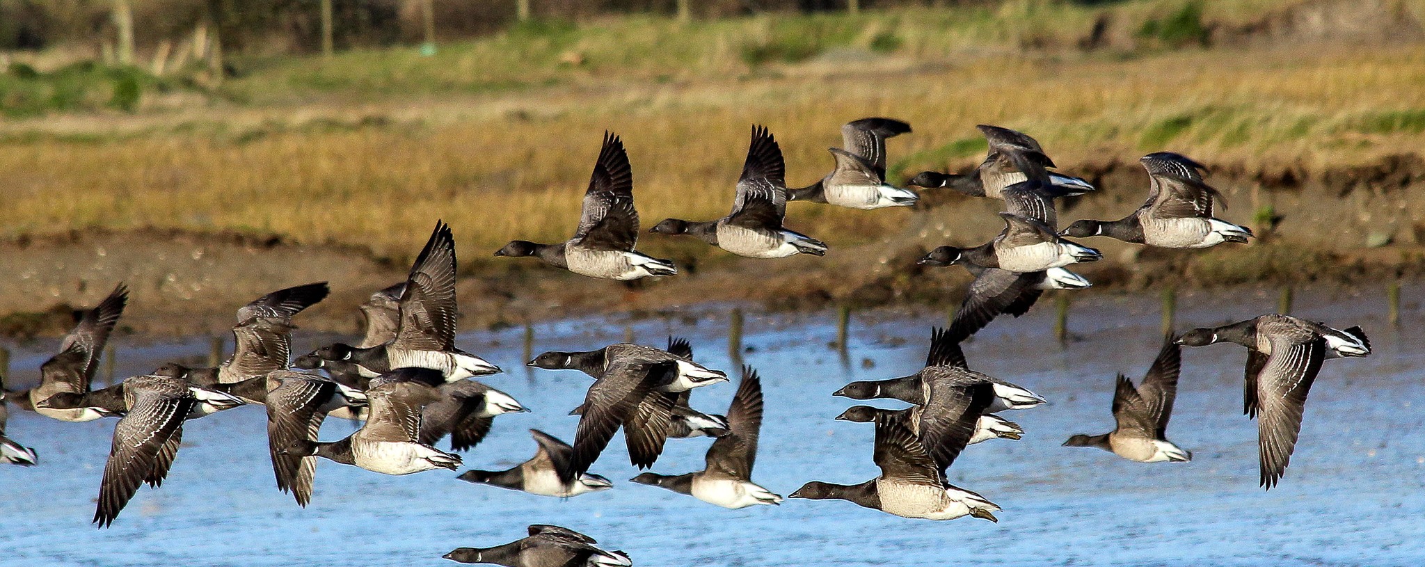 Brent Geese flying up the estuary in Turvey Park Nature Reserve