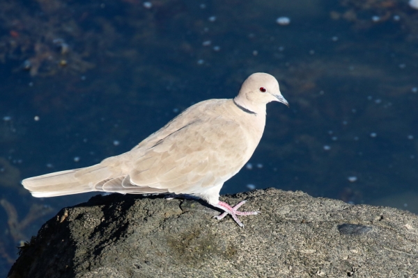 A Collared Dove sits on a rock in Rush Harbour, Dublin