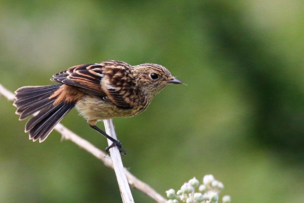 A Stonechat perched on a reed stalk hunting for food