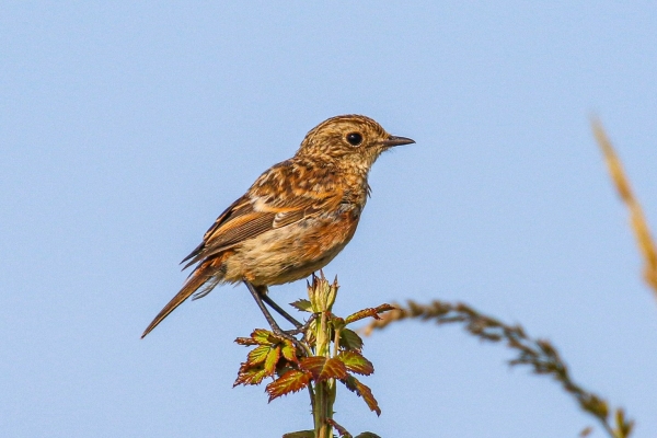 A Stonechat sits on top of a hedge in Salterstown, County Louth