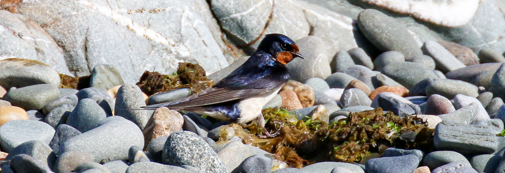 Swallow rests on the beach in Salterstown, Louth