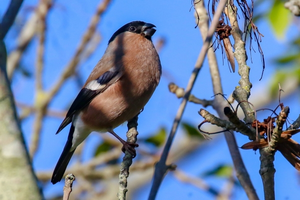 A Bullfinch feeding on seeds from a tree on a clear summer day!