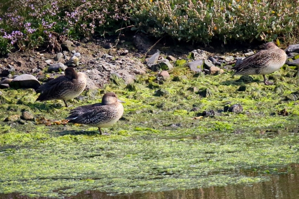 Three Female Wigeons resting on a small island in Booterstown Marsh, Dublin