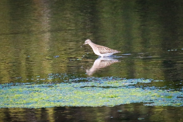 Wood Sandpiper hunting in shallow water at Booterstown Marsh Dublin