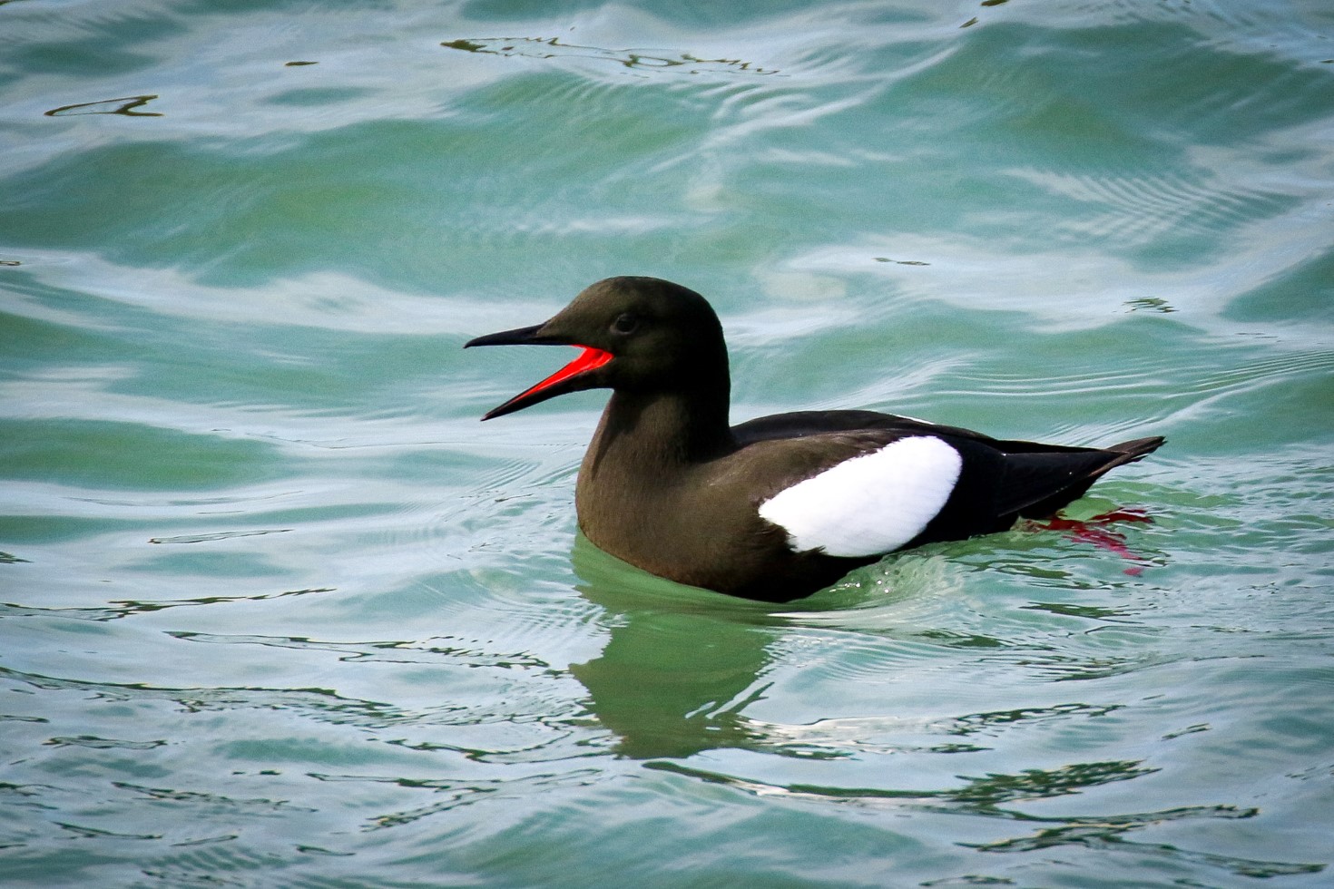 A Black Guillemot opens its beak to show a bright red tongue at Clogherhead, County Louth