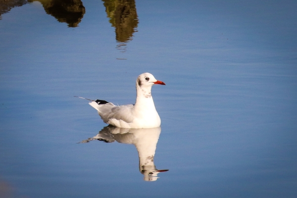 A Blockheaded Gull is reflected in the clear blue water of Booterstown Marsh, Dublin