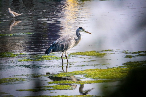 A Grey Heron hunts in the shallow water of Booterstown Marsh, Dublin