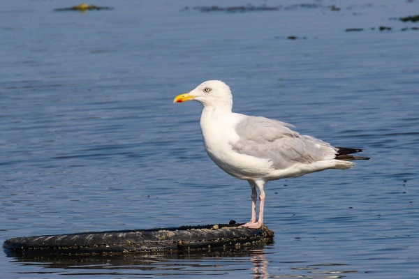 A Herring Gull stands on an old tyre in Booterstown Marsh, Dublin