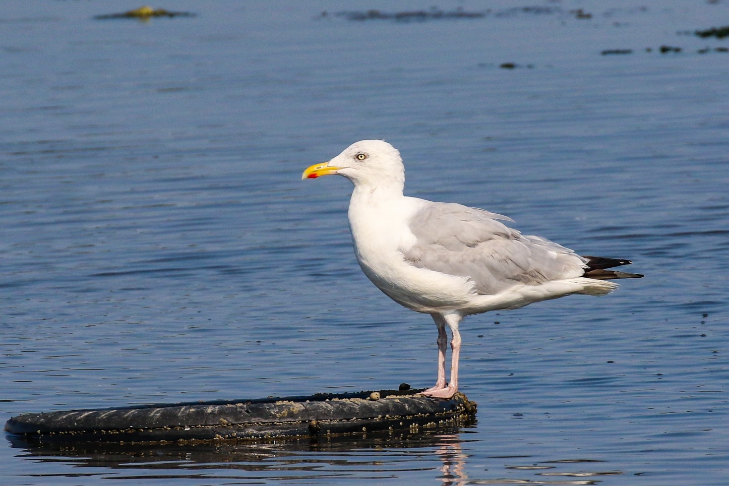 Herring Gull at Booterstown Marsh, Dublin