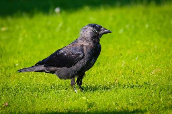 A Jackdaw stands on the grass in Blackrock Park at Booterstown Marsh, Dublin