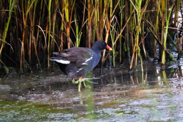 A Moorhen walking along the reed beds in Booterstown Marsh, Dublin