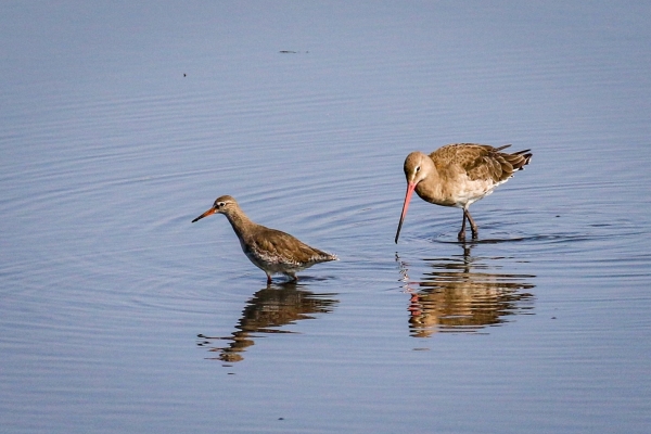 A Redshank and a Black-tailed Godwit feeding in shallow water at Booterstown Marsh, Dublin
