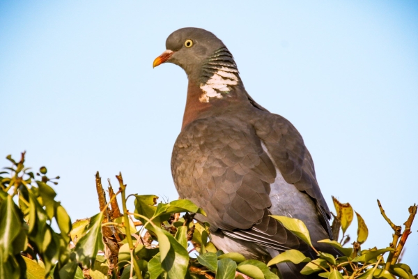A Woodpigeon sits on a Hedge at Booterstown Marsh, Dublin