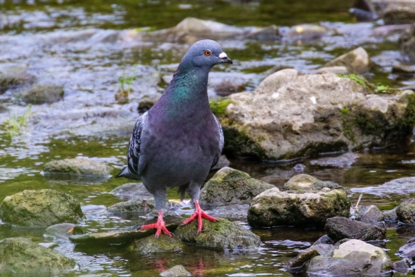 A Feral Pigeon stands in the centre of the Tolka River, Dublin