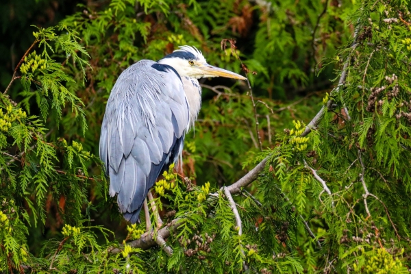 Grey Heron in a tree overlooking the National Botanic Gardens in Dublin