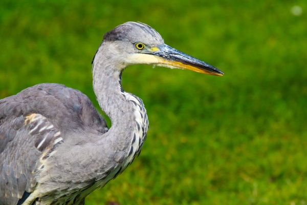 A Grey Heron stands on the grass at the National Botanic Gardens, Dublin