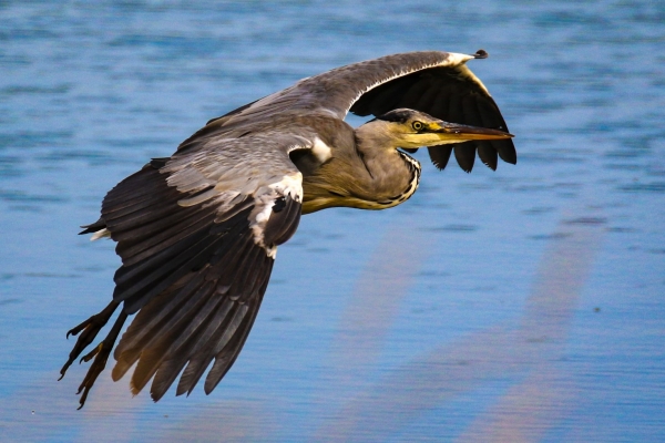 A Grey Heron flies across the lake at Our Lady's Island, Wexford