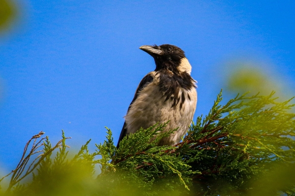A Hooded Crow sits on top of a tree with a deep blue sky in the background