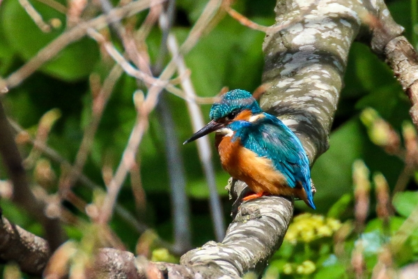 A Kingfisher perches on a branch that overlooks the Dodder River in Dublin