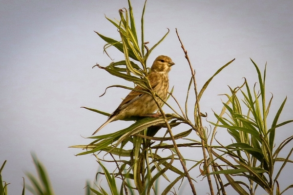 A Linnet sits on top of a tree at Our Ladys Island, Wexford