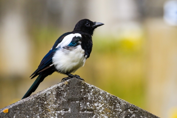 A Magpie sits on top of an old headstone in Glasnevin Cemetery