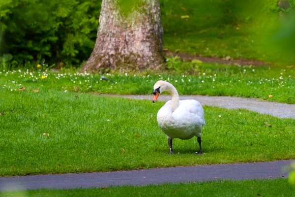 A Mute Swan walks along the grass at the National Botanic Gardens Ireland