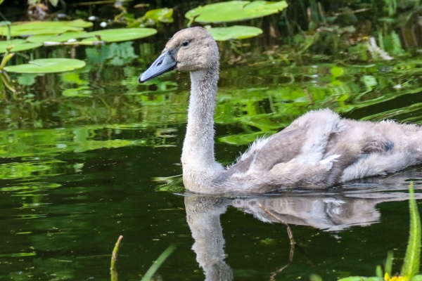 A Signet swims in the pond at the National Botanic Gardens, Dublin