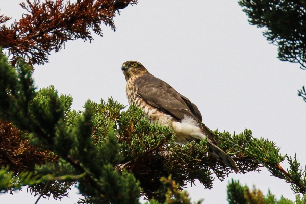 A Sparrowhawk high in a tree in Glasnevin Cemetery Dublin