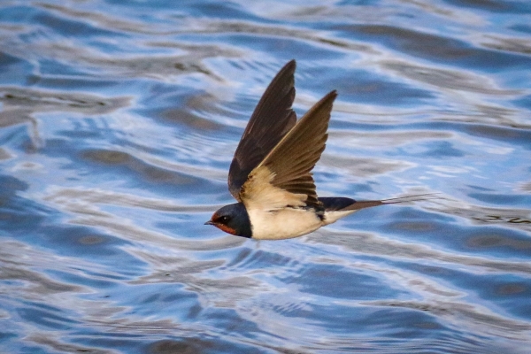 Swallow flying low over the water at Broadmeadows Estuary, Swords, County Dublin